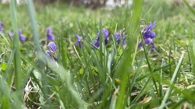 Horizontal video of delicate purple wildflowers among fresh green grass in a meadow. Peaceful spring nature scene ideal for botanical, seasonal, countryside, and natural floral themes.