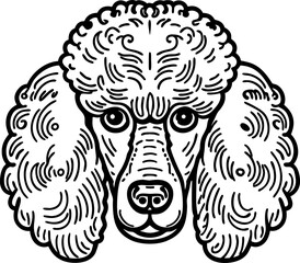 Fototapeta premium Detailed poodle dog head illustration with curly fur and expressive eyes in black and white line art
