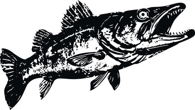 walleye fish illustration with open mouth, sharp fins, detailed texture, freshwater predator species