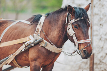 Obraz premium A sturdy brown horse wears a harness, preparing for a day's work in a serene countryside. Its calm demeanor reflects the strong connection between humans and animals in rural life