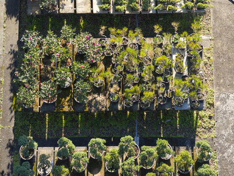 Aerial view of rows of potted bonsai trees and flowering shrubs arranged on wooden benches in a plant nursery under bright sunlight Taiwan.