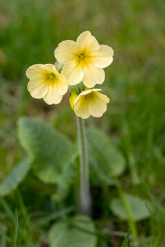 Schl&uuml;sselblume