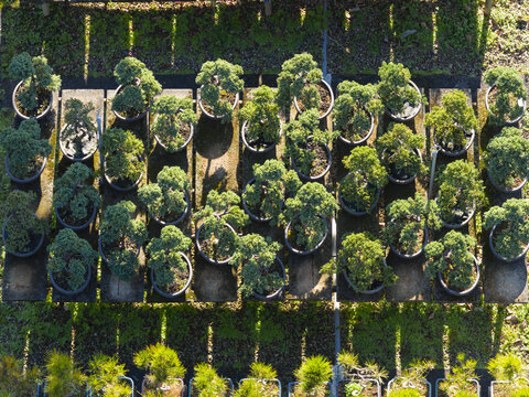 Aerial view of rows of small bonsai trees in black pots arranged on wooden planks in a nursery garden under bright sunlight Taiwan.
