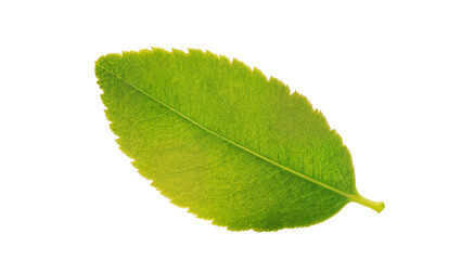 Fototapeta premium Single green leaf with serrated edges, isolated on transparent background