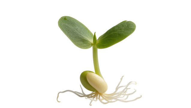 Green seedling with cotyledon and root system, isolated on transparent background