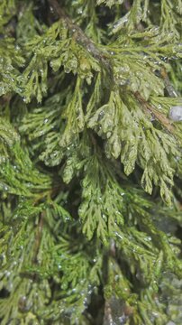 Icy twigs on Cypress sparkle in bright sunlight. Transition from fall to winter concept. Natural winter scene: juniper with evergreen leaves covered in thin layer of ice and brilliants in sunshine