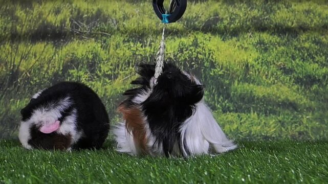 meerschweinchen tier natur nager fressen weizen