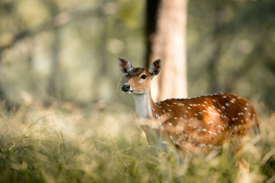 A graceful close-up of a spotted axis deer in the wild, highlighting its delicate features and distinctive white-spotted coat. The softly blurred natural background enhances its elegance and gentle.