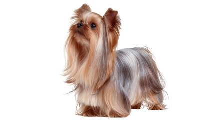 Naklejka premium Small Yorkshire Terrier dog with long silky fur, isolated on transparent background