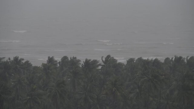 Intense winds bend palm trees as rain pours down heavily in a coastal location. Waves crash fiercely against the shore