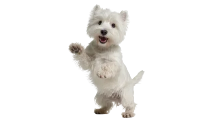 Fotobehang Hond Playful West Highland White Terrier dog standing on hind legs, isolated on transparent background  © PROSTOCK