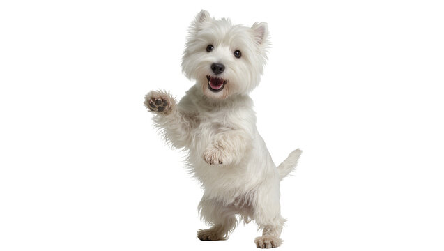 Playful West Highland White Terrier dog standing on hind legs, isolated on transparent background