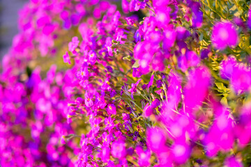 Fototapeta premium Close up vibrant purple aubrieta flowers blooming in spring garden, soft sunlight illuminating the petals with shallow depth field, floral background, ornamental plants, sunny day, Soft floral focus