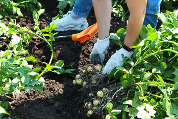 Fototapeta premium Harvesting of new crop potatoes. Potato bush is dug out of ground. Small potatoes. Concept of agriculture and agricultural technology.