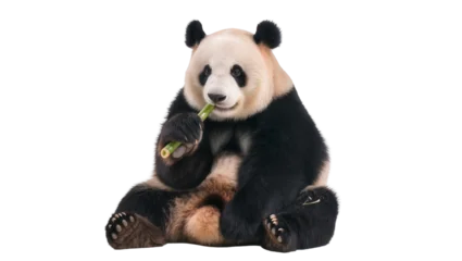 Fotobehang Panda Fluffy giant panda eating green bamboo stalk, isolated on transparent background  © PROSTOCK