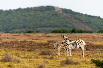 Naklejka premium Zebra walking and hanging around in the Addo Elephant National Park in South Africa