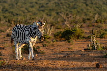Naklejka premium Zebra walking and hanging around in the Addo Elephant National Park in South Africa