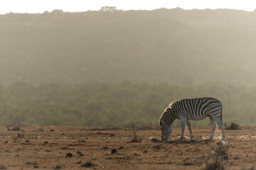 Naklejka premium Zebra walking and hanging around in the Addo Elephant National Park in South Africa