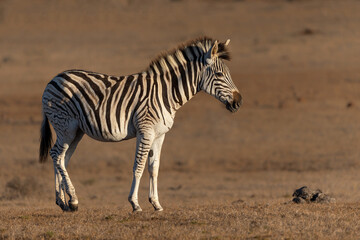 Naklejka premium Zebra walking and hanging around in the Addo Elephant National Park in South Africa