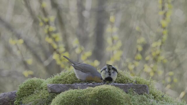 European Robin protecting territory from Bullfinch on mossy forest ground, 4K HDR