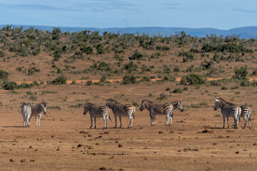 Naklejka premium Zebra walking and hanging around in the Addo Elephant National Park in South Africa