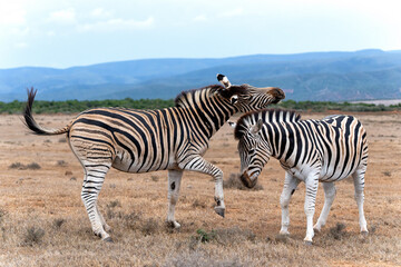 Naklejka premium Zebra walking and hanging around in the Addo Elephant National Park in South Africa