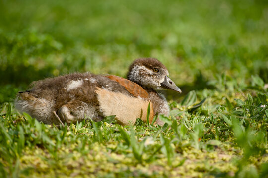 Egyptian goose gosling resting in grass side view