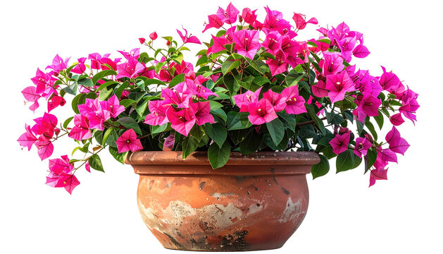Bright pink bougainvillea flowers spilling over an aged terracotta pot