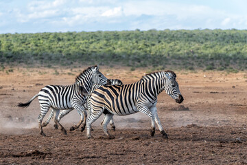 Naklejka premium Zebra walking and hanging around in the Addo Elephant National Park in South Africa