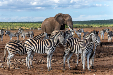Naklejka premium Zebra walking and hanging around in the Addo Elephant National Park in South Africa