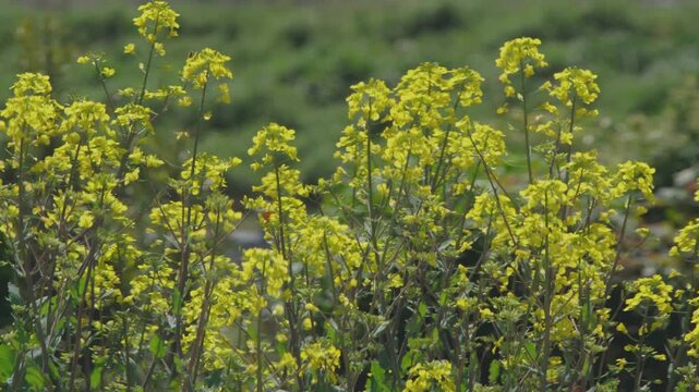 満開の菜の花