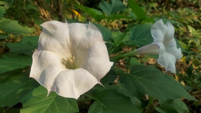 Exotic Datura Flower in Garden 4K Ultra HD | Nature Beauty Footage