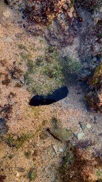 Black velvet marine flatworm undulating in sandy sea