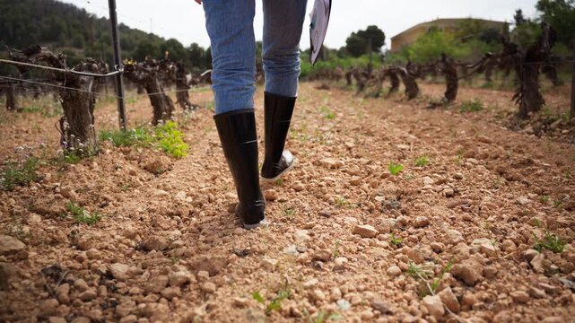 Female farmer in rubber boots walking through dry vineyard and carrying clipboard to inspect  grape vines.Concept challenges of agricultural work