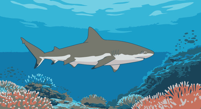 Gray shark swimming in ocean water 2.