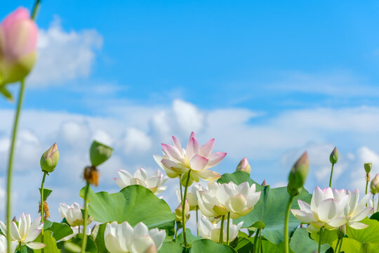 日本风景」の写真素材 | 3,282,060件の無料イラスト画像 | Adobe Stock