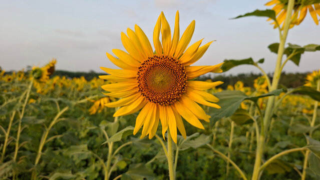 landscape single sunflower illuminated in a picturesque field