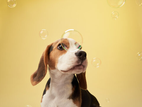 A Beagle is surrounded by bubbles, gazing upward with wonder against a yellow background.