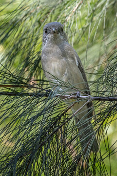 Female Australian Golden Whistler perched in Casuarina tree