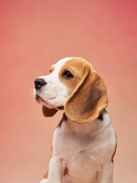 A beagle puppy is sitting calmly against a pink background, looking slightly to the side with curiosity.