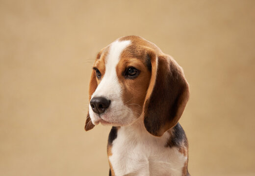 The puppy's expressive face fills the frame with a neutral background behind.