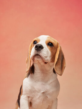 A beagle looks up attentively on a gradient backdrop, showcasing its alert and curious personality. The soft tones enhance the scene's calm and composed feel.
