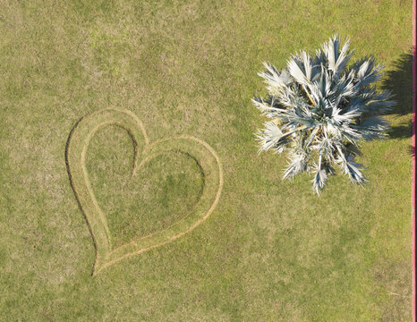 Aerial view of a heart shape etched into a lush green lawn next to a silver palm tree in Taiwan.