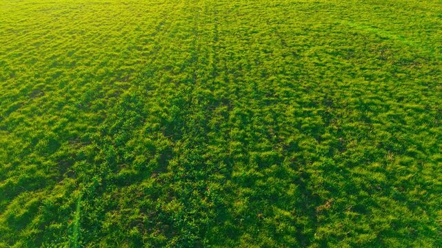 Vast endless pasture with dense green grass covering rural farmland. Fodder meadow across agricultural land for livestock feeding and hay harvest. Agribusiness grassland texture under warm evening