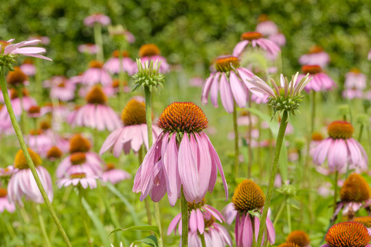 夏の庭園に咲く美しいエキナセアの花畑。鮮やかなピンクの花びらとオレンジ色の花芯が特徴的なムラサキバレンギクのクローズアップ。自然の癒やしと生命力を感じさせる背景素材。
