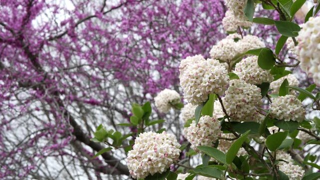 Camera focuses on a blooming hydrangea bush, eastern redbud in the background while orbiting right.