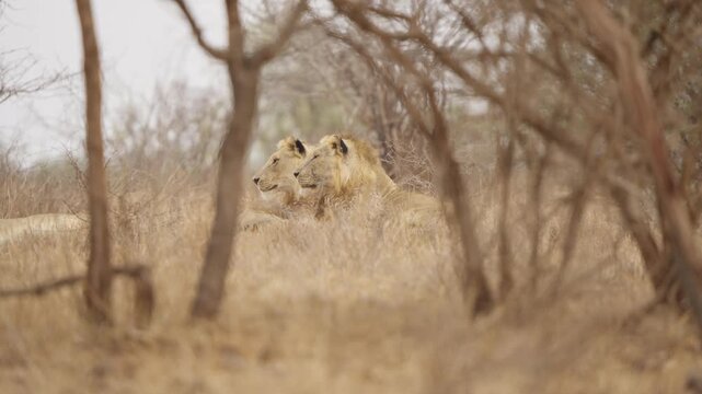 Two male lions in Kruger National Park rest side by side in dry savanna grass as the nearer lion leans forward, alert and watching something off camera among sparse trees.