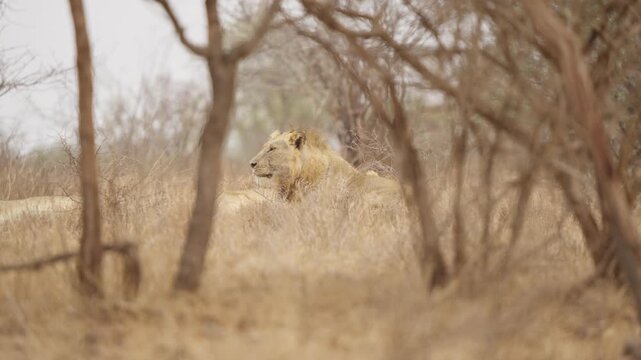 Lions resting in Kruger National Park savanna as one lies alert in tall dry grass and others lounge nearby; subtle tail flick reveals the pride in slow motion.