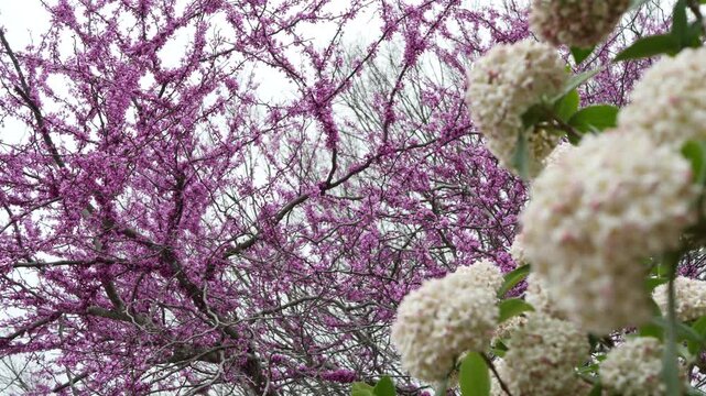 Camera pans in a circular motion beneath a hydrangea bush while focusing on a blooming, pink redbud.