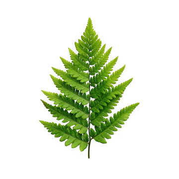 A vibrant green fern leaf with intricate pinnate fronds showing detailed texture and natural venation